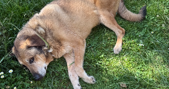 emeline pet sitter à Paris 75014_1