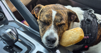 océane pet sitter à MORLAIX 29600_4