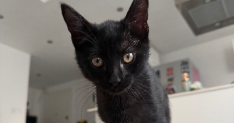 rowayda pet sitter à GRENOBLE 38100_1