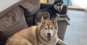 houda dog sitter à NICE 06200_3