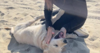 clara pet sitter à LE BOUSCAT 33110_1