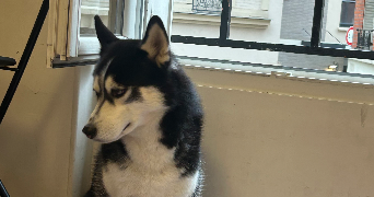 li pet sitter à PARIS 18 75018_4