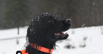 camille pet sitter à YEBLERON 76640_0