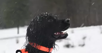 camille pet sitter à YEBLERON 76640