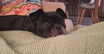 justine pet sitter à NICE 06000_8