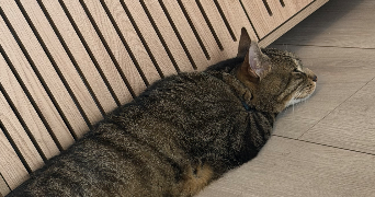 flavia pet sitter à CORMEILLES EN PARISIS 95240_1