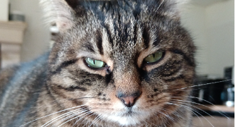 isabelle pet sitter à CHANTENAY VILLEDIEU 72430_3