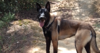 bianca  pet sitter à BAGNOLS SUR CEZE 30200_1