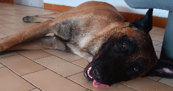 charlene pet sitter à BEZIERS 34500_2
