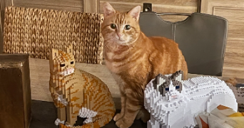 aurelien pet sitter à SAINGHIN EN MELANTOIS 59262_2