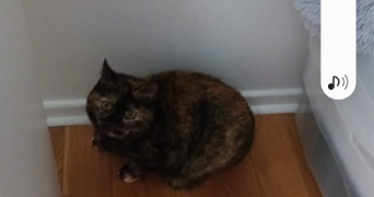 christele pet sitter à Montigny Le Bretonneux 78180_6