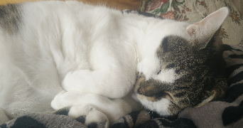 emeline pet sitter à ASNIERES SUR SEINE 92600_6