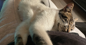 leya pet sitter à MONTPELLIER 34000_1