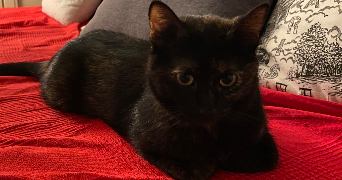 delphine pet sitter à ANGERS 49100_7
