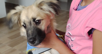 angie pet sitter à GAGNY 93220_1