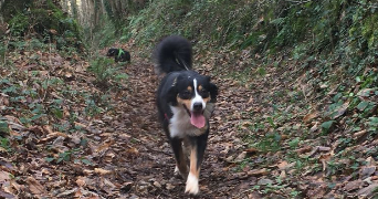 mallaury pet sitter à Saint-Martin-Des-Champs 29600_7