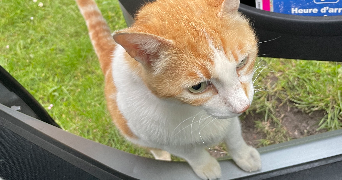 romane pet sitter à BORDEAUX 33800_2