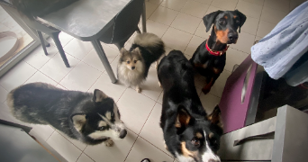 lana pet sitter à MORMANT 77720_12