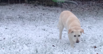 nausicaa pet sitter à CAEN 14000_2