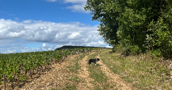florian dog sitter à STE FOY LES LYON 69110_5
