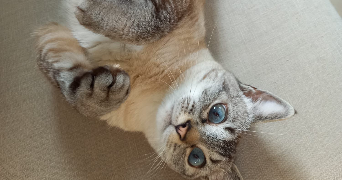 maria pet sitter à PARIS 15 75015_3