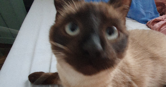 hanna pet sitter à MALVILLE 44260_1
