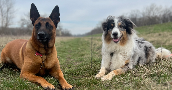 carla pet sitter à ENSISHEIM 68190_7