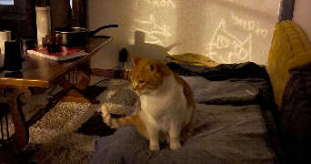 seoyoung pet sitter à NANTES 44000_3