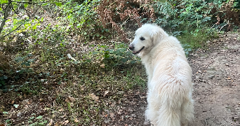 leo pet sitter à QUETIGNY 21800_2