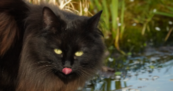 marie-lee pet sitter à JARGEAU 45150_1