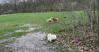 samantha pet sitter à MONTFERMEIL 93370_1