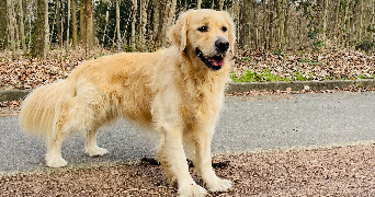 karine dog sitter à BOULOGNE BILLANCOURT 92100_3