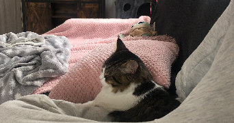 loris pet sitter à BEGLES 33130_1