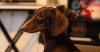 sanddy pet sitter à CRETEIL 94000_2