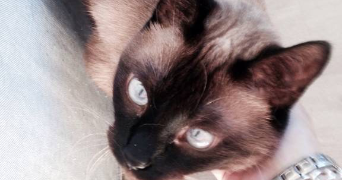 séverine  pet sitter à 59000 Lille 59000_6