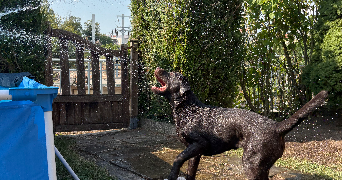 elisa pet sitter à MONTIGNY LES METZ 57950_1