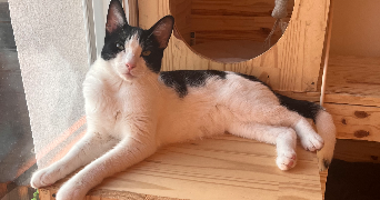 laurine pet sitter à ISTRES 13800_2