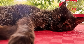 emiliejosse pet sitter à Courbevoie 92400_3