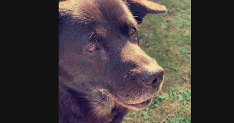 léa pet sitter à MONT ST AIGNAN 76130_5