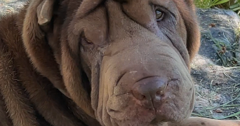 timéa dog sitter à BLET 18350_6