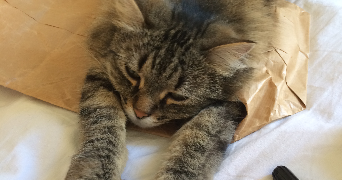 danièle pet sitter à STRASBOURG 67100_2