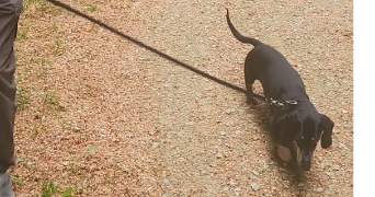 sabrina pet sitter à TOURCH 29140_1