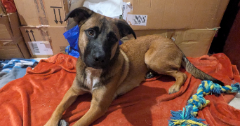 marjorie pet sitter à TOULON 83000_7