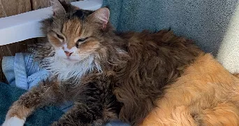 lilou pet sitter à AIX EN PROVENCE 13100