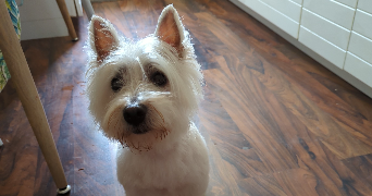 pauline pet sitter à SELESTAT 67600_2