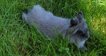naïs pet sitter à LAGARDELLE SUR LEZE 31870_3