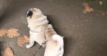 lina pet sitter à BLANQUEFORT 33290_4