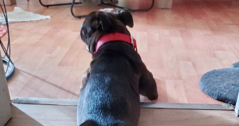 mélanie pet sitter à LOUVIERS 27400_12