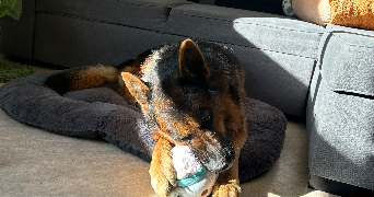 lorentzia pet sitter à EVRY COURCOURONNES 91000_8