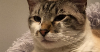 lucie cat sitter à PESSAC 33600_8
